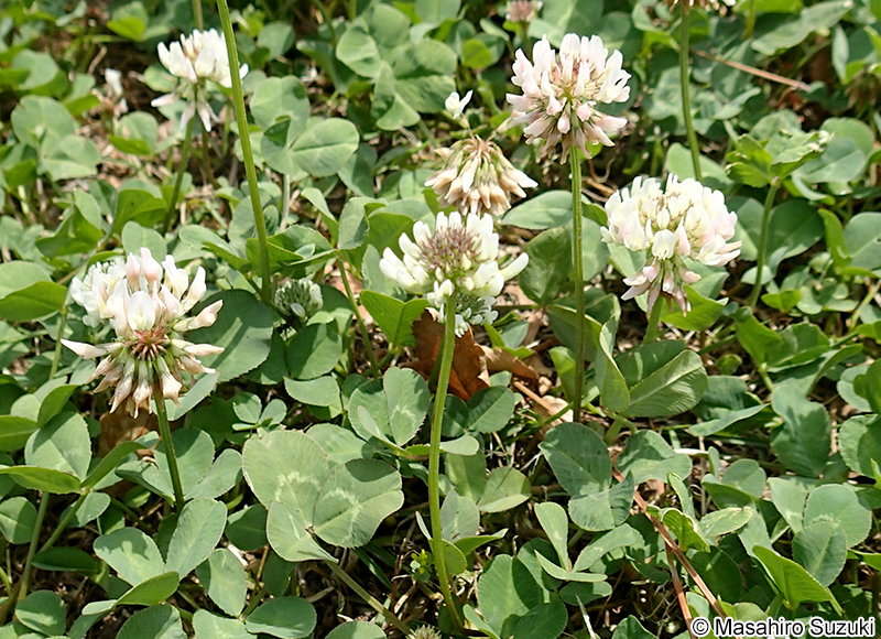 シロツメクサ（クローバー） Trifolium repens