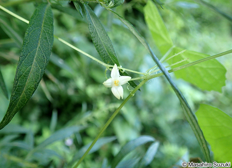 スズメウリ Zehneria japonica