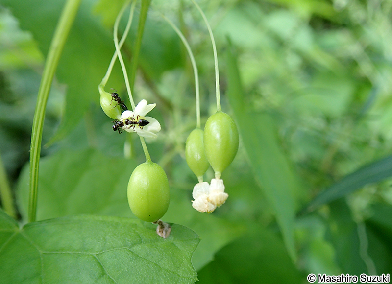 スズメウリ Zehneria japonica