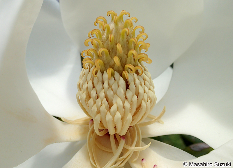 タイサンボク Magnolia grandiflora