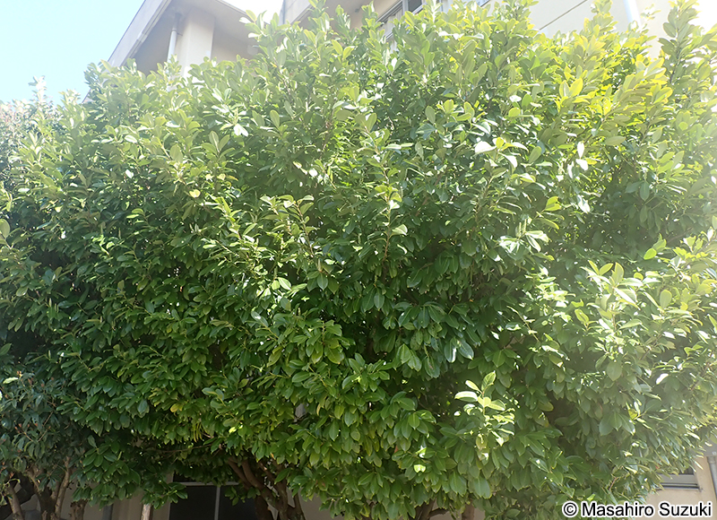 タラヨウ Ilex latifolia