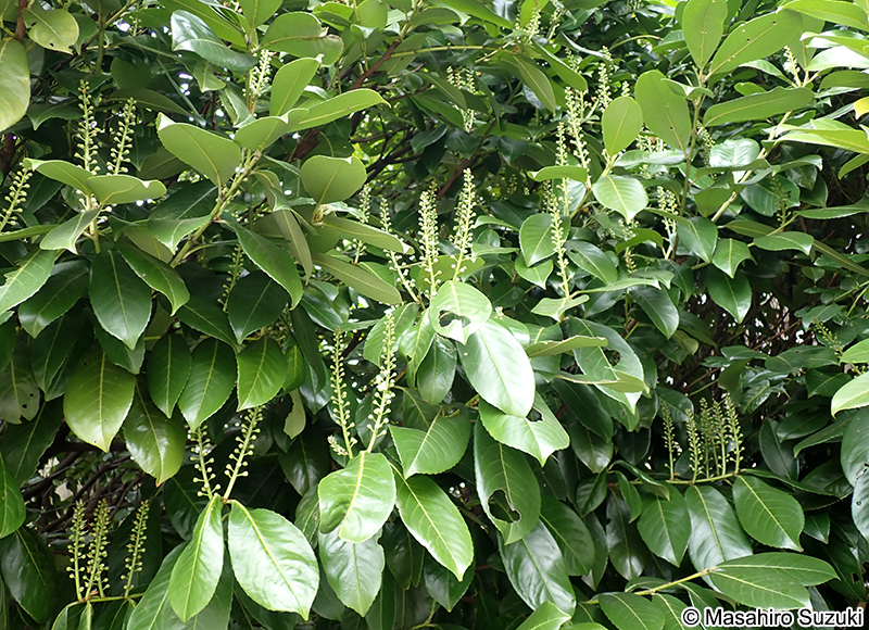 タラヨウ Ilex latifolia