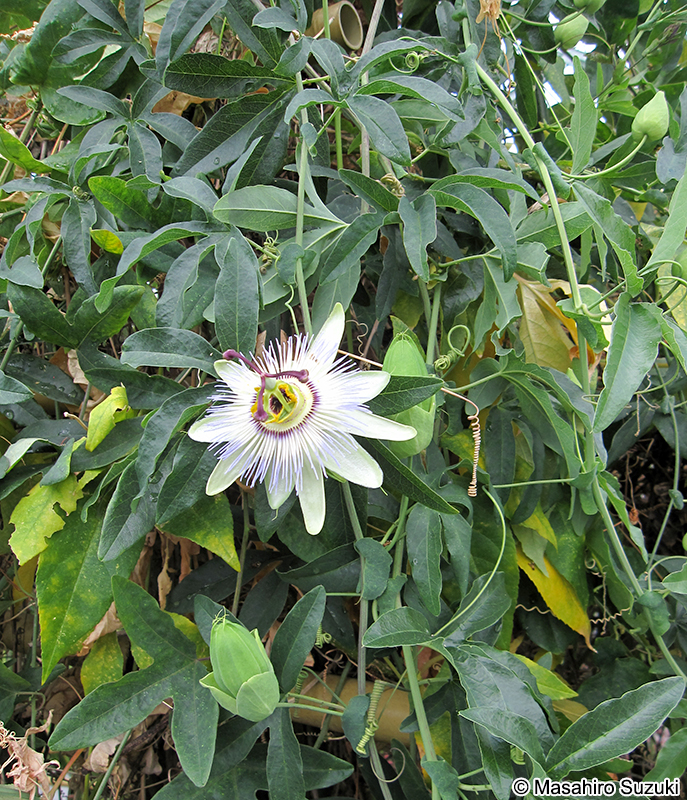 トケイソウ Passiflora caerulea
