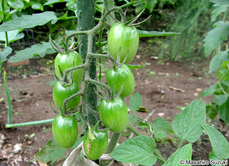 トマト Solanum lycopersicum