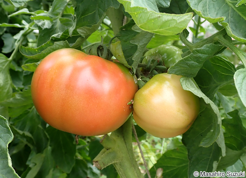 トマト Solanum lycopersicum