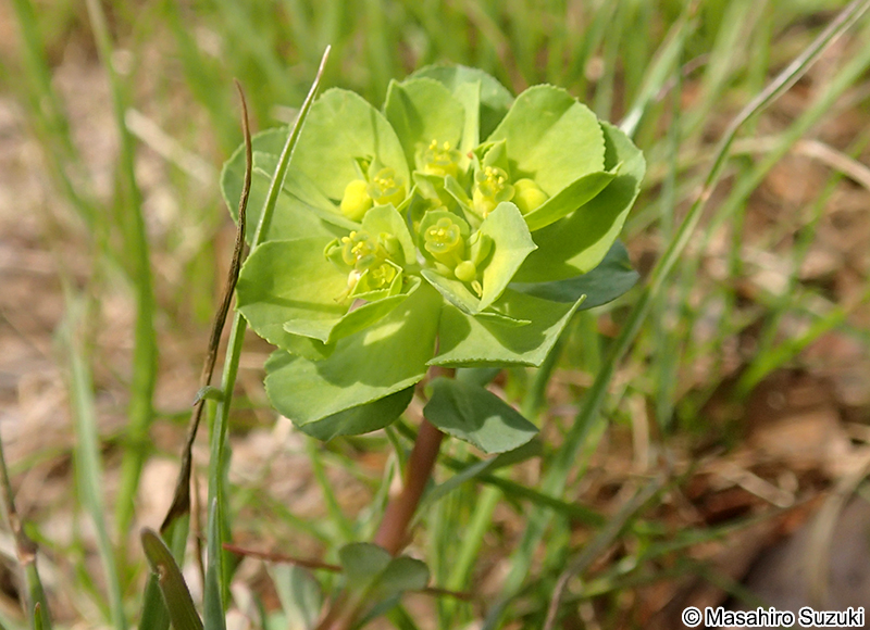 トウダイグサ Euphorbia helioscopia