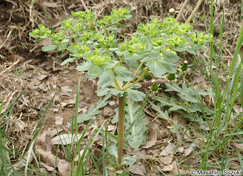 トウダイグサ Euphorbia helioscopia