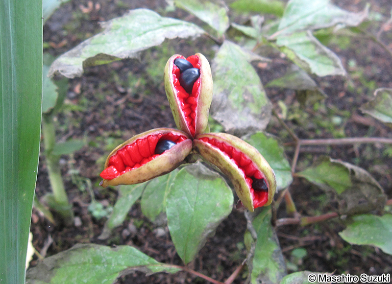 ヤマシャクヤク Paeonia japonica