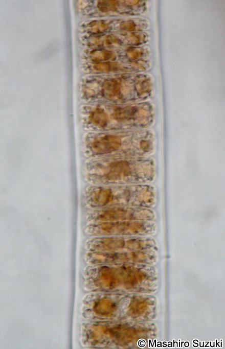ウシケノリ Bangia fuscopurpurea