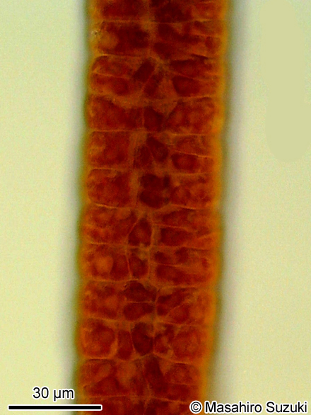 フノリノウシゲ Bangia gloiopeltidicola