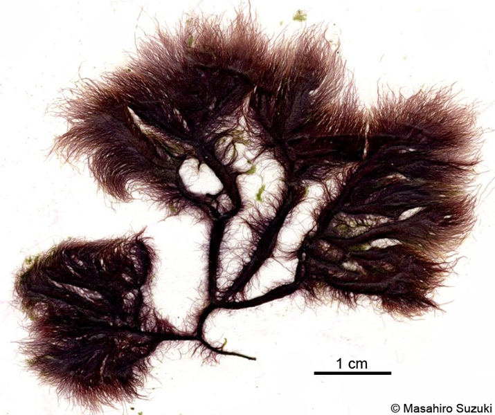 フノリノウシゲ Bangia gloiopeltidicola