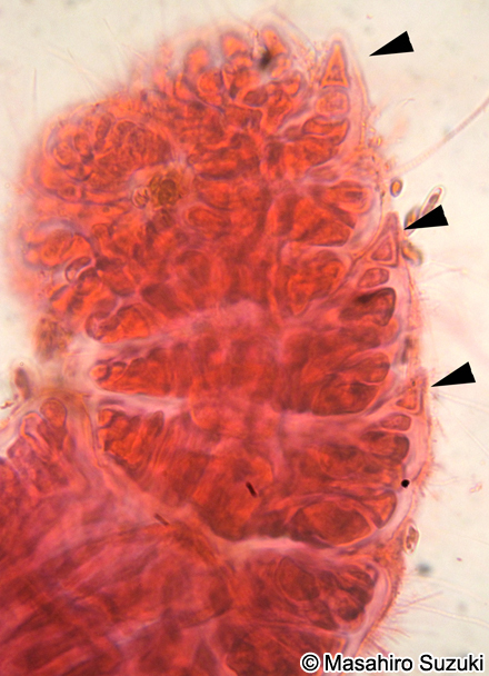 Centroceras clavulatum