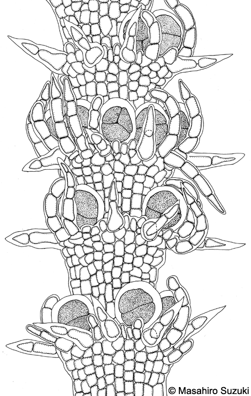 トゲイギス Centroceras gasparrinii