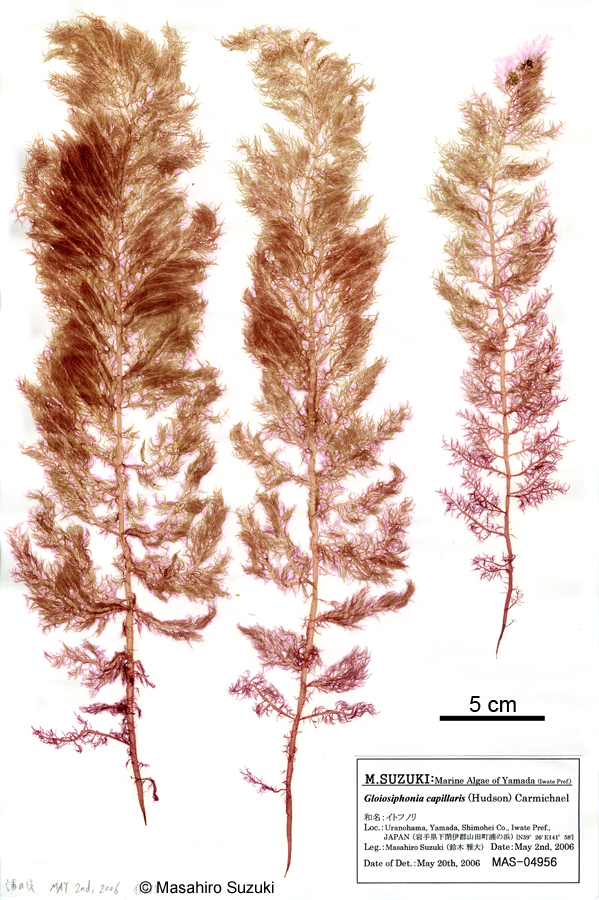 イトフノリ Gloiosiphonia capillaris