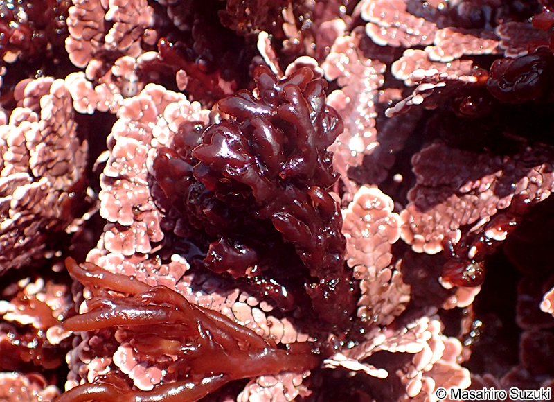 ニクサエダ Herpochondria corallinae