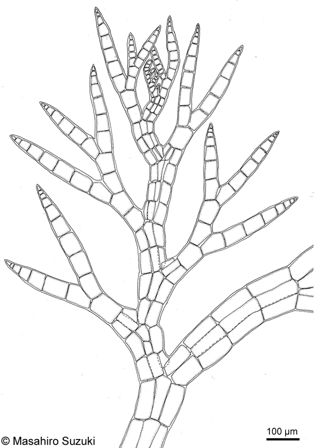 シマダジア Heterosiphonia pulchra