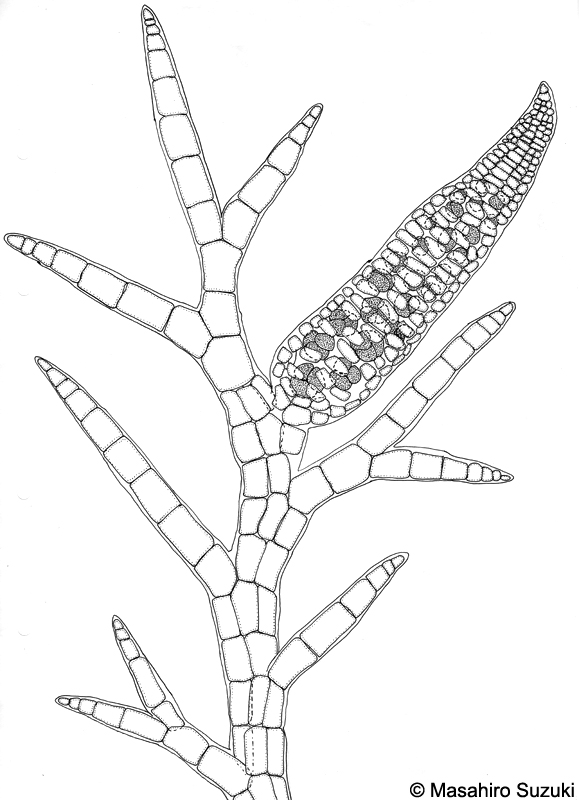 シマダジア Heterosiphonia pulchra