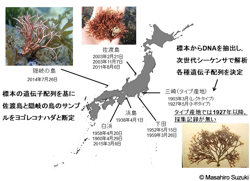ヨゴレコナハダ Otohimella japonica