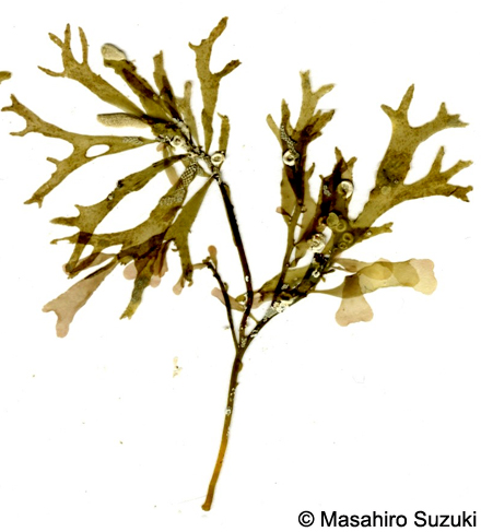 Phyllophora pseudoceranoides