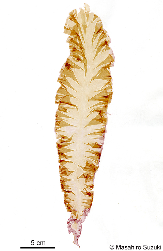 カイガラアマノリ Pyropia tenuipedalis