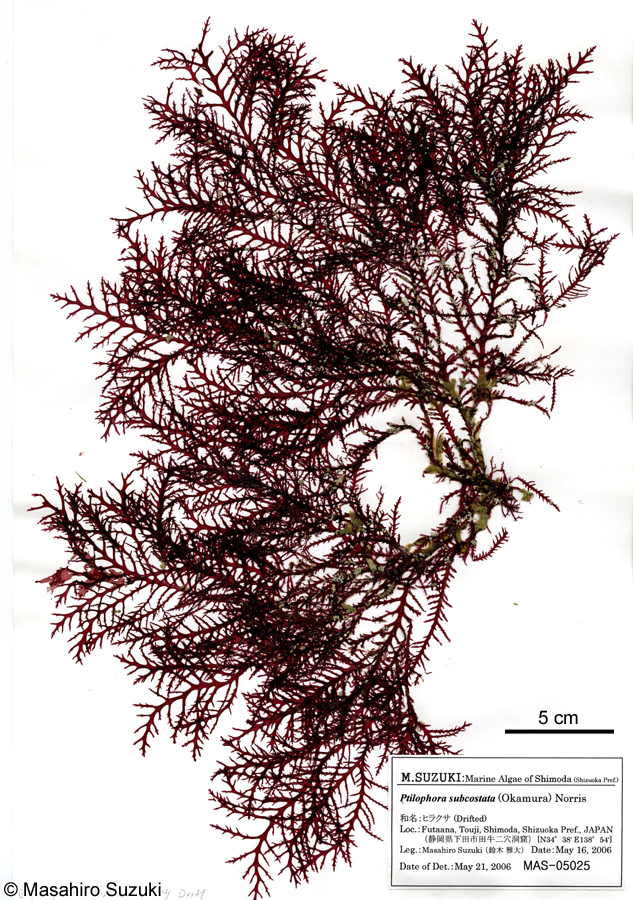 ヒラクサ Ptilophora subcostata