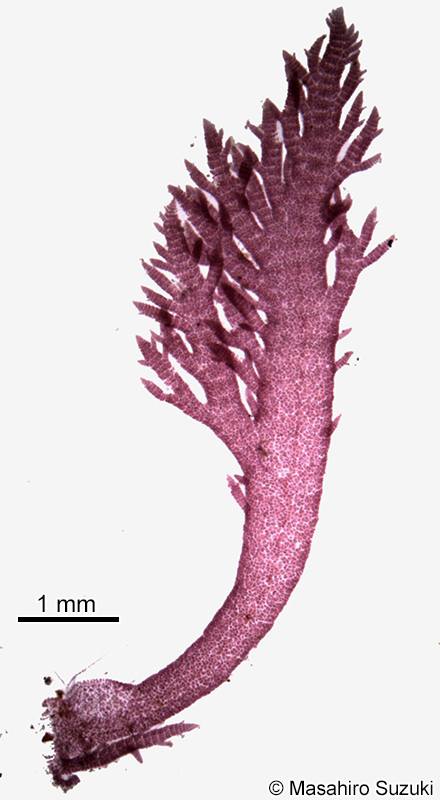 チリモミジ Reinboldiella schmitziana