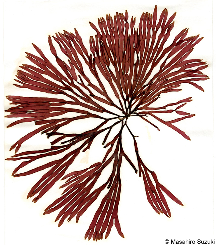 フサノリ Scinaia japonica