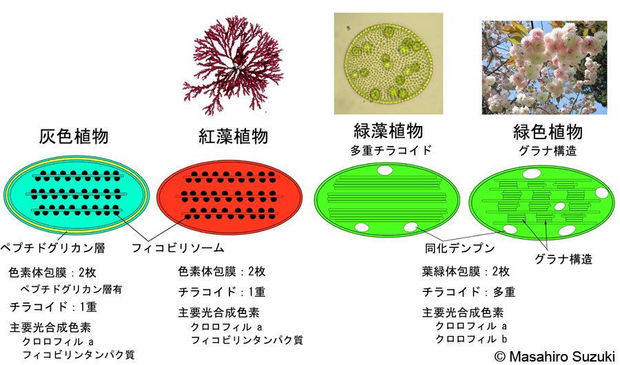 色素体 葉緑体の成立と多様性