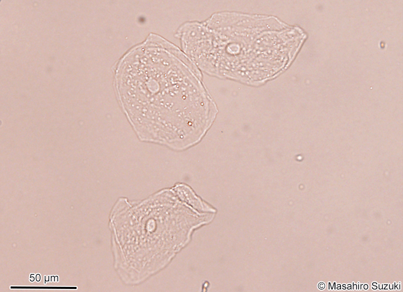 生の口腔上皮細胞の顕微鏡写真