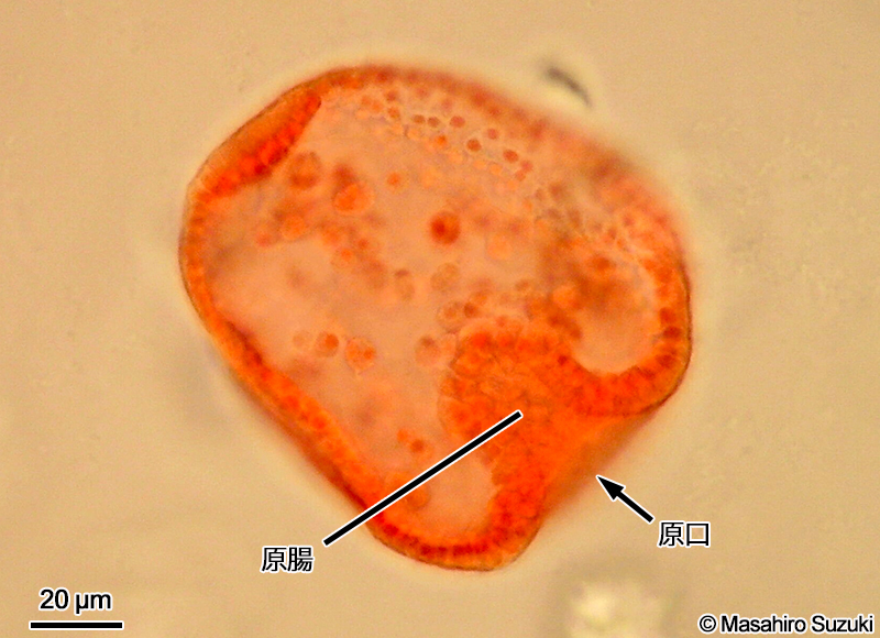 固定・染色した原腸胚