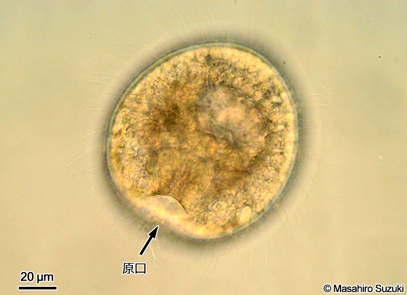 原腸胚期