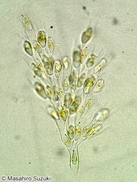 サヤツナギ Dinobryon sertularia