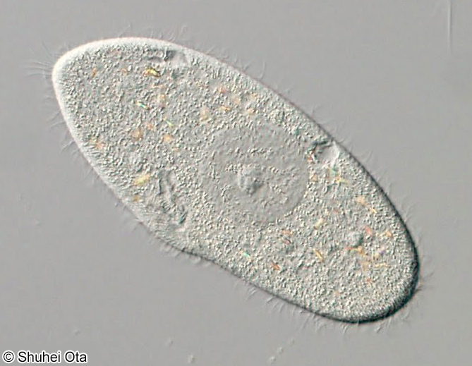 ゾウリムシ Paramecium caldatum