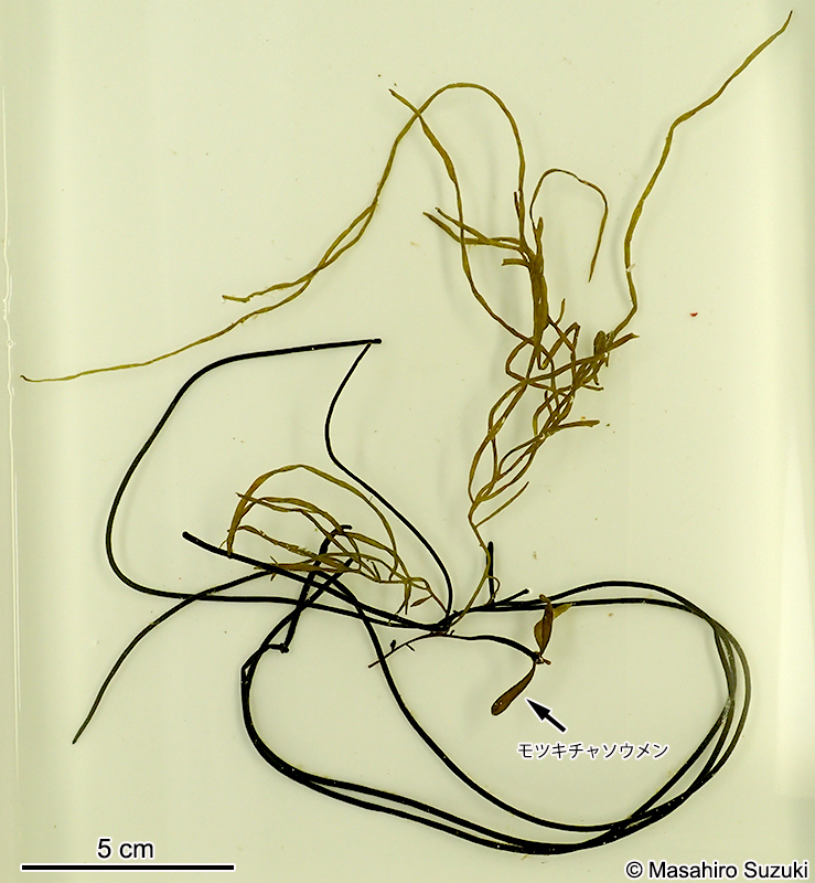 フトバウイキョウモ Dictyosiphon sparsus