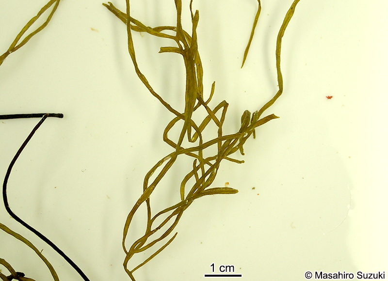 フトバウイキョウモ Dictyosiphon sparsus