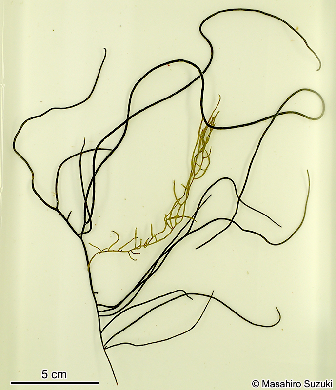 フトバウイキョウモ Dictyosiphon sparsus