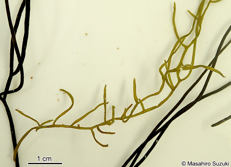 フトバウイキョウモ Dictyosiphon sparsus