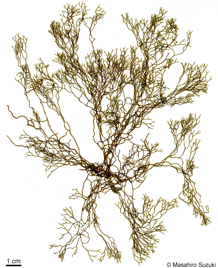 イトアミジ Dictyota acutiloba