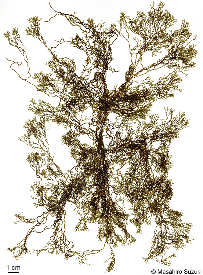 イトアミジ Dictyota acutiloba