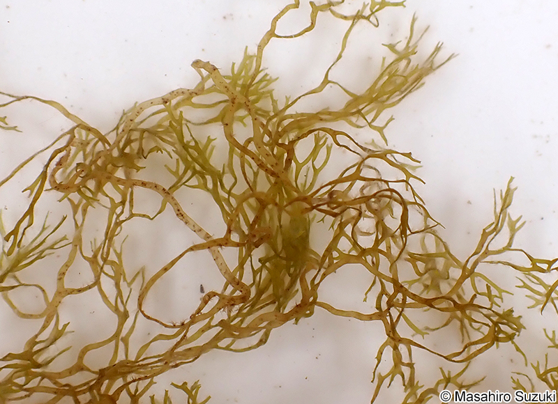 イトアミジ Dictyota acutiloba