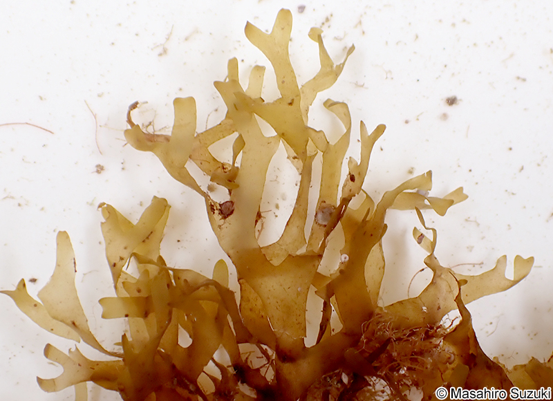 オオマタアミジ Dictyota bartayresiana