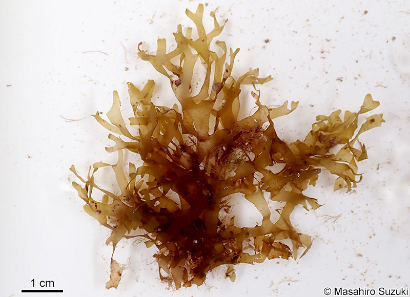 オオマタアミジ Dictyota bartayresiana