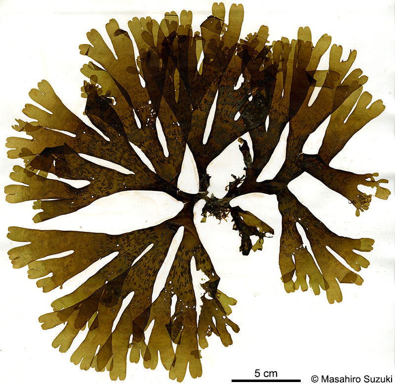 サナダグサ Dictyota coriacea