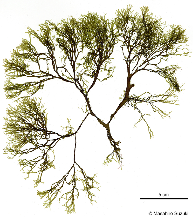 アオミドリアミジグサ Dictyota haenyeosa