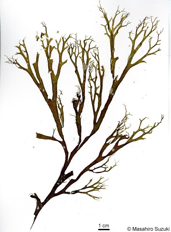 アオミドリアミジグサ Dictyota haenyeosa