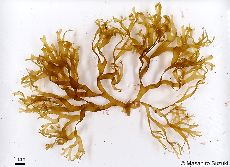 アオミドリアミジグサ Dictyota haenyeosa