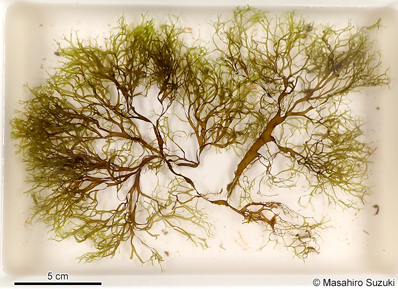 アオミドリアミジグサ Dictyota haenyeosa