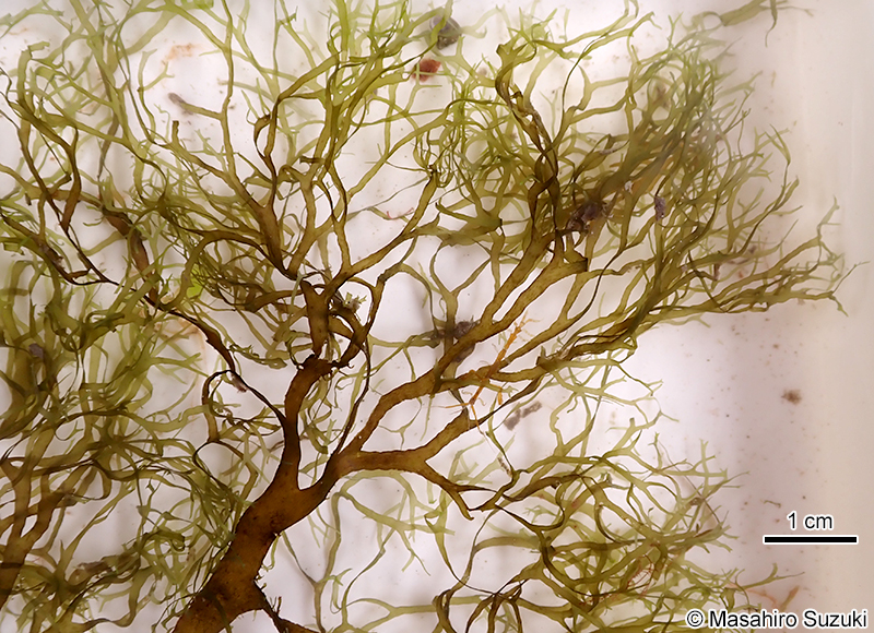 アオミドリアミジグサ Dictyota haenyeosa