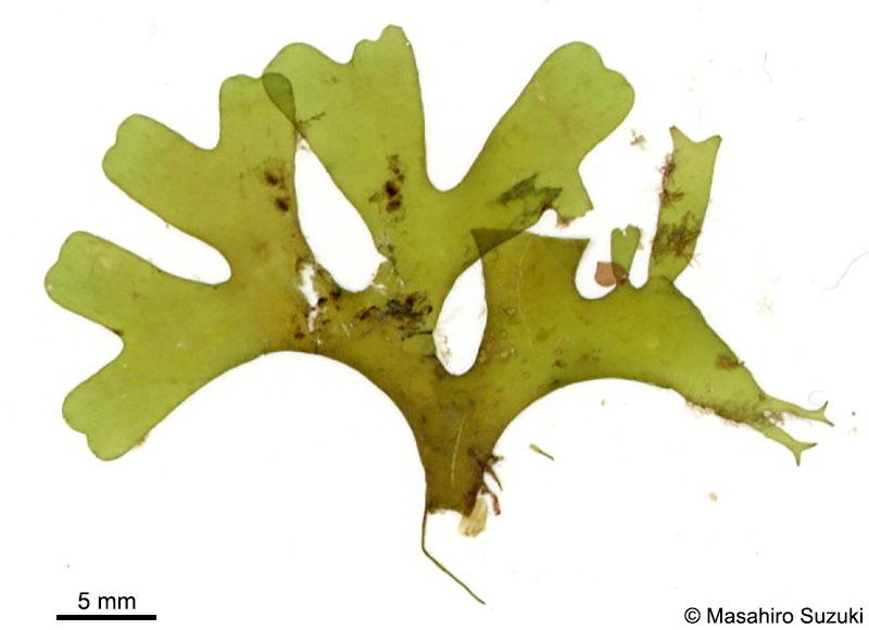 フチドリアミジ Dictyota liturata