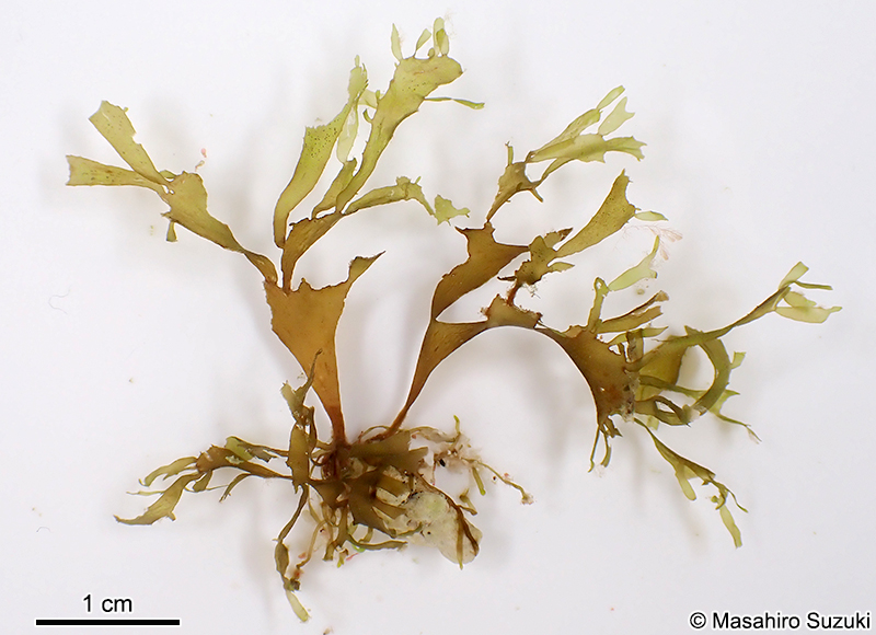 コモンアミジ Dictyota sandvicensis